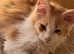 Gorgeous Shaded Line Maine Coon Kittens looking for new homes
