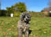 **One Boy & Girl Left** FULL VAX & CHIPPED