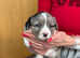 Sweet and Smart Corgi Cardigan Babies - LKF & FCI Registered
