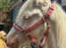 Cromello to make 14'2 native cob