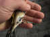 For Sale Goldfinch