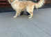 My golden retriever