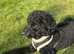 Female cavapoo 5mth old