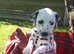 Dalmatian Puppies For Sale