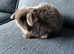Lovely blue mini lop babies ready 16th May
