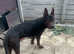 Laizhou Hong (Chinese red dog) puppies for sale.