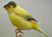 Canaries