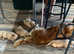 Golden Retriever  ready to go 1 boy