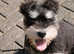 Eddie the Schnauzer