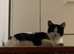 Missing 9 years old cat