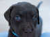 Adorable Labrador Retriever Puppies Looking for Their Forever Homes