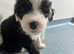 Beautiful old English sheepdog puppies