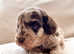 F1B Miniature Sproodle Puppies