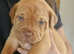 Dogue de bordeaux pups for sale