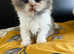 Scottish fold Tica kittens