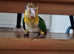 Silly Tame DNA Sexed Male Yellow Thighed Caique