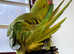 Beautiful young baby ndian ringnick parrot
