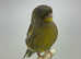 Canaries