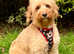 BEAUTIFUL F1 MINIATURE GOLDENDOODLE GIRL FOR SALE.
