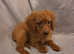 CAVAPOO PUPPIES REDS AND RUBY