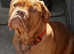 6 month female French mastiff looking for new home