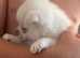 1 boy pomchi
