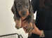 Beautiful long haired miniature dachshunds