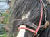 Cob gelding