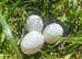 QUALITY PURE BREED WHITE LEGHORN HATCHING EGGS