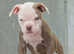 EXCEPTIONAL RATED - 5 STAR LICENSED REGISTERED BREEDER, Old tyme bulldog, Olde English bulldog, bulldog,