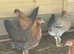 Pure Breed female chicken pullets