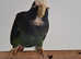 MALE WHITE CROWNED PIONUS FOR SALE