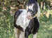Bombproof family pony 13hh 7yo TGCA registered gelding