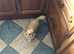A RARE chance to have A beautiful little girl perfect Apple head full pedigree.