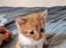 Mixed kittens