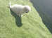 For sale Bichon pups