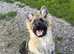 Silver sable female reduced to find her forever home