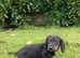 Miniature long coated dachshund puppy