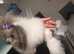Stunning Asian toy poodle just under 8 inches little girl
