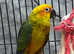 Stunning Baby Sun Conure Parrot,9