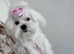 Gorgeous KC maltese girl CH bloodline