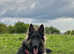 Blue & Tan female German Shepherd