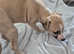 Kc registered whippet puppies