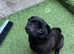 Miniature pug