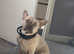French bull dog
