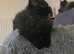 3 male Laperm Cross Kittens left