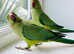 Beautiful young Indian running parrot