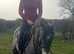 4yr old Connie cross gelding.