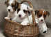 Sealyham terrier x jack Russell