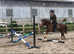 Lovely Welsh mare with so much potential!